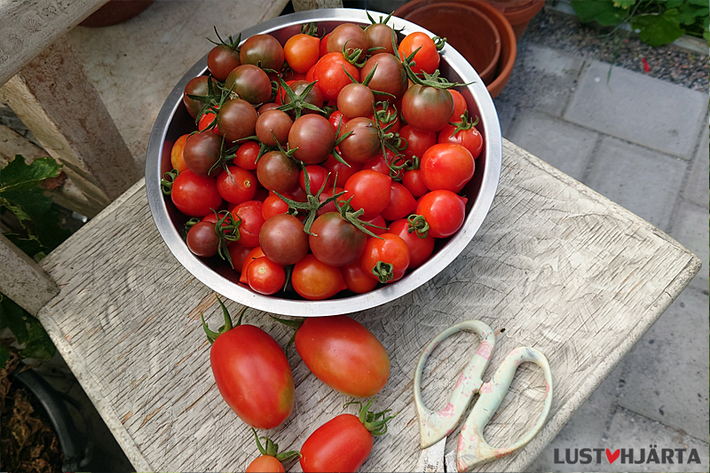 Tomatskörd av 'Heartbreaker Vita' och 'Black Cherry'