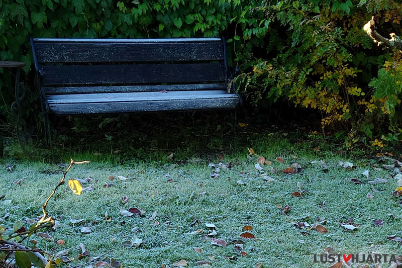 Frost i gräset och på trädgårdsbänken