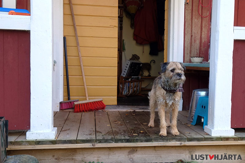 Alvin borderterrier på farstukvisten