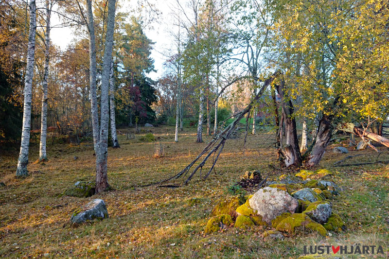 En del av fårhagen i höstskrud