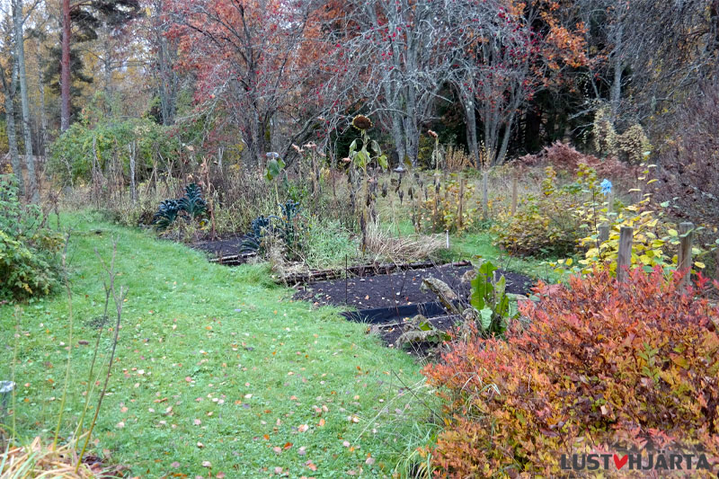 Köksträdgården i oktober