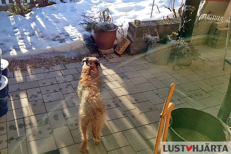 Solälskande borderterrier utanför dörren